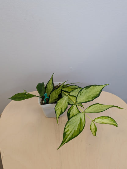 Hoya Polyneura panaché à l'intérieur / première photo - plante mère / deux boutures dans un pot