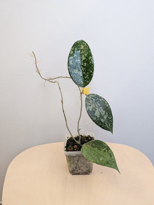 Hoya KSB08 silver / Uncommon hoya
