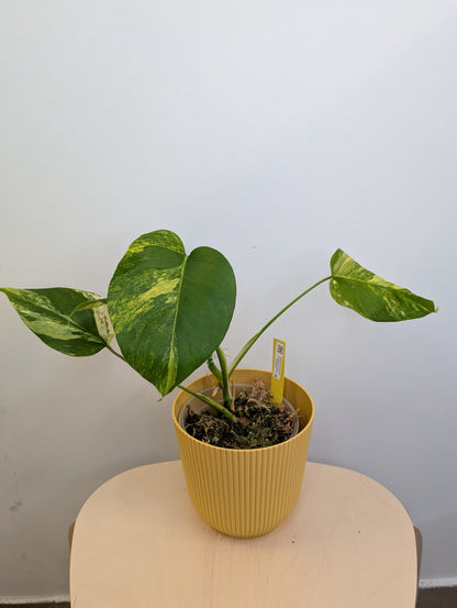 Monstera jaune panaché
