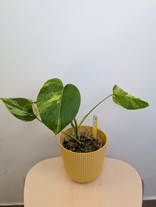 Monstera yellow variegated
