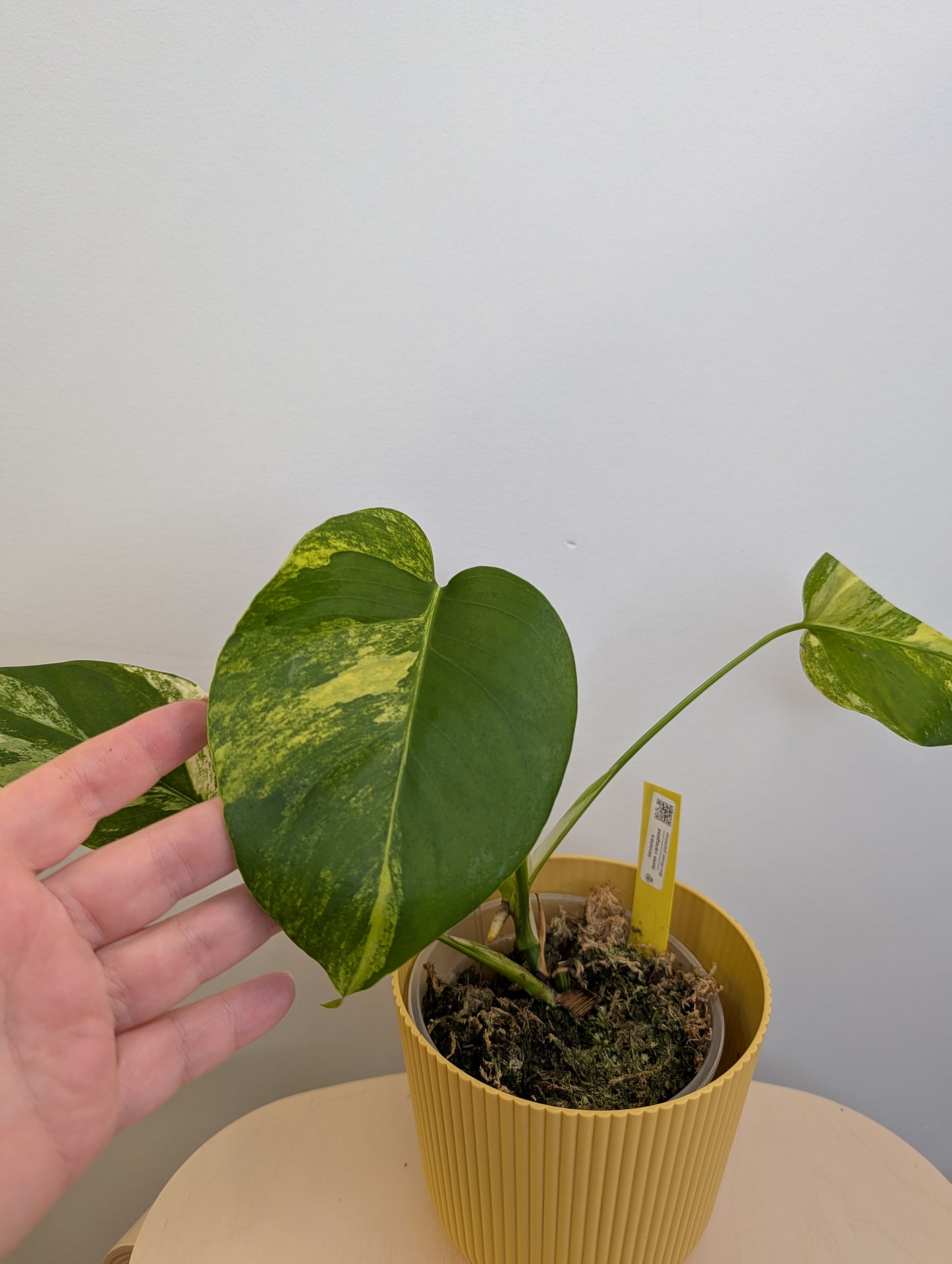 Monstera jaune panaché