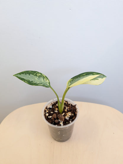 Aglaonema Siam Jade albo panaché / rare