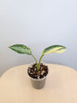 Aglaonema Siam Jade albo panaché / rare