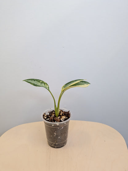 Aglaonema Siam Jade albo panaché / rare
