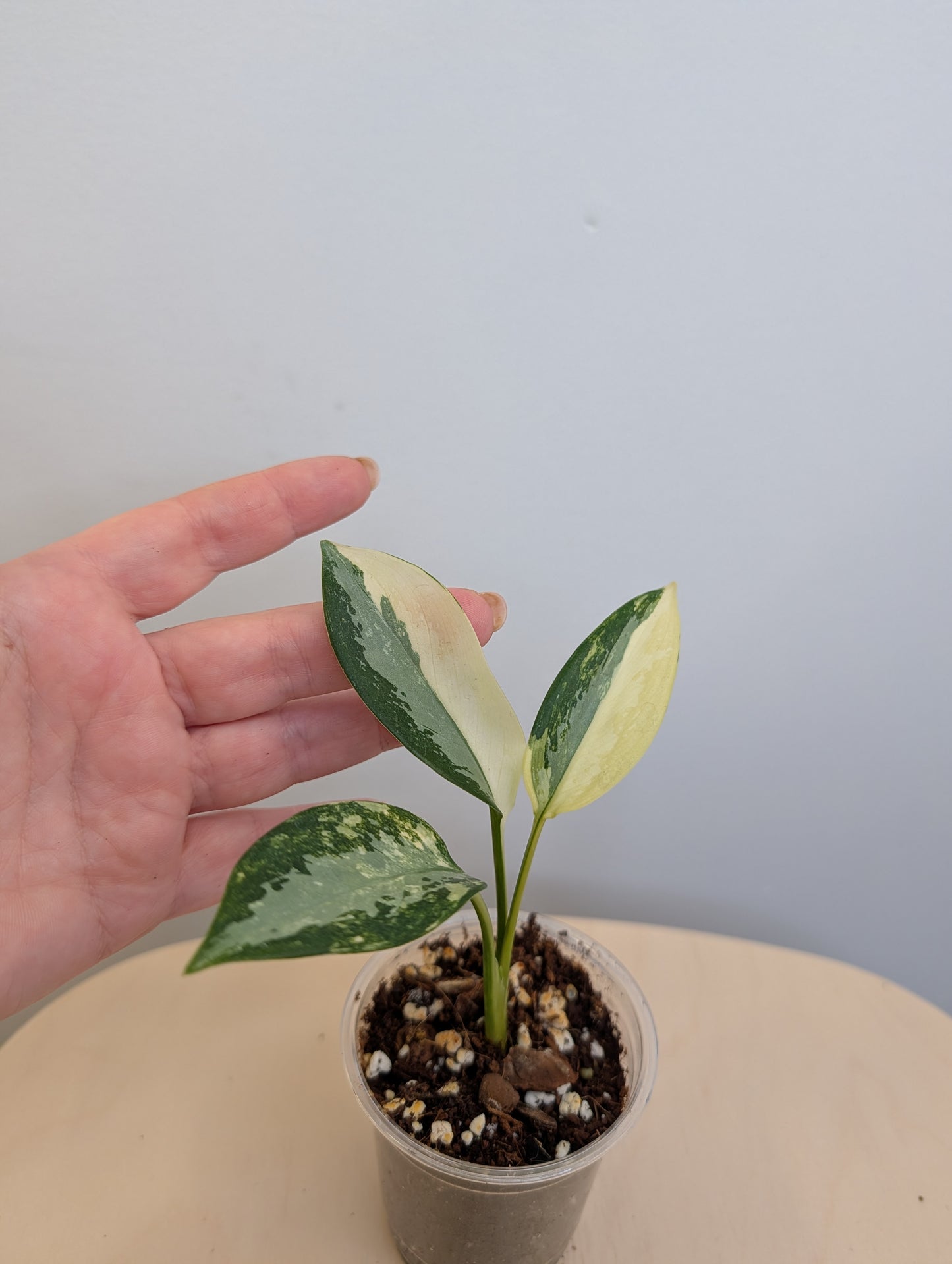 Aglaonema Siam Jade albo panaché / rare