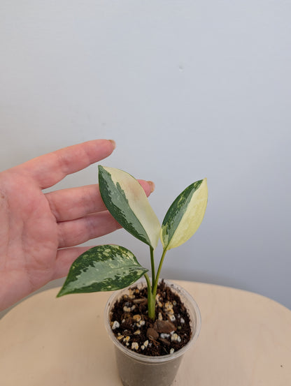 Aglaonema Siam Jade albo panaché / rare