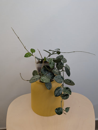 Hoya Mathilde Silver Splash