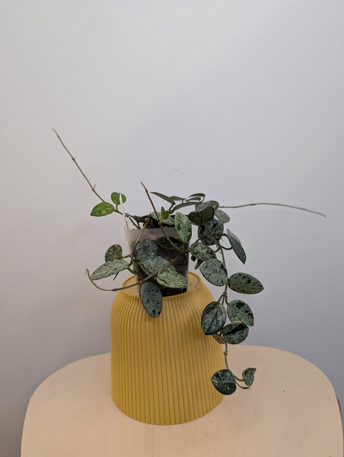 Hoya Mathilde Silver Splash