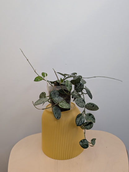 Hoya Mathilde Silver Splash