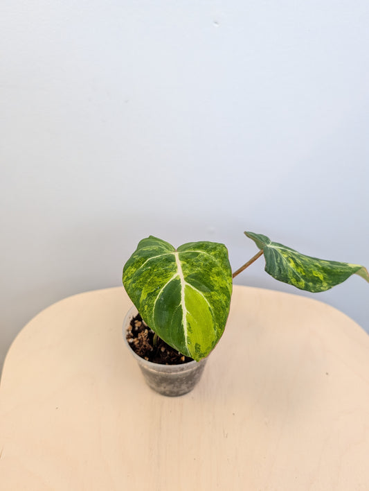 Philodendron Gloriosum Yellow Variegated, top color