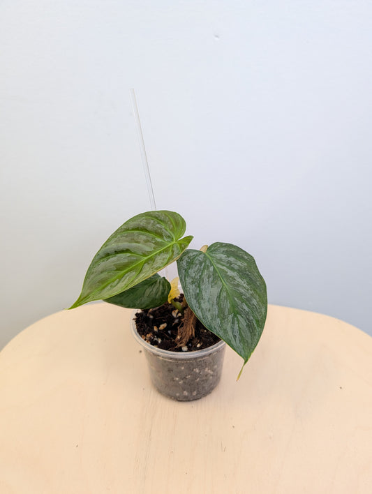 Philodendron Sodiroi