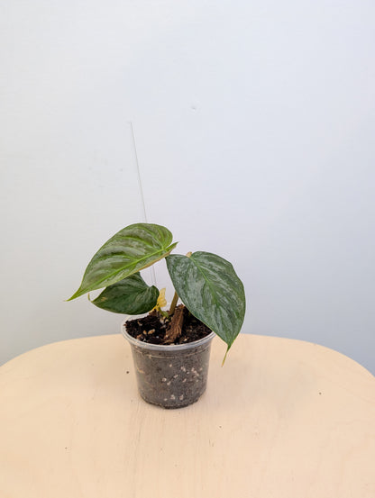 Philodendron Sodiroi