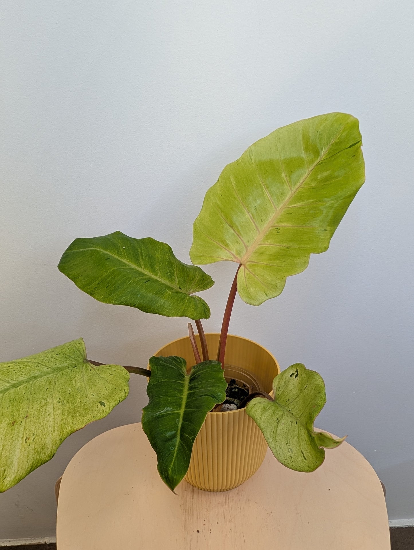 Philodendron snowdrift / easy to care for and beautiful 💚