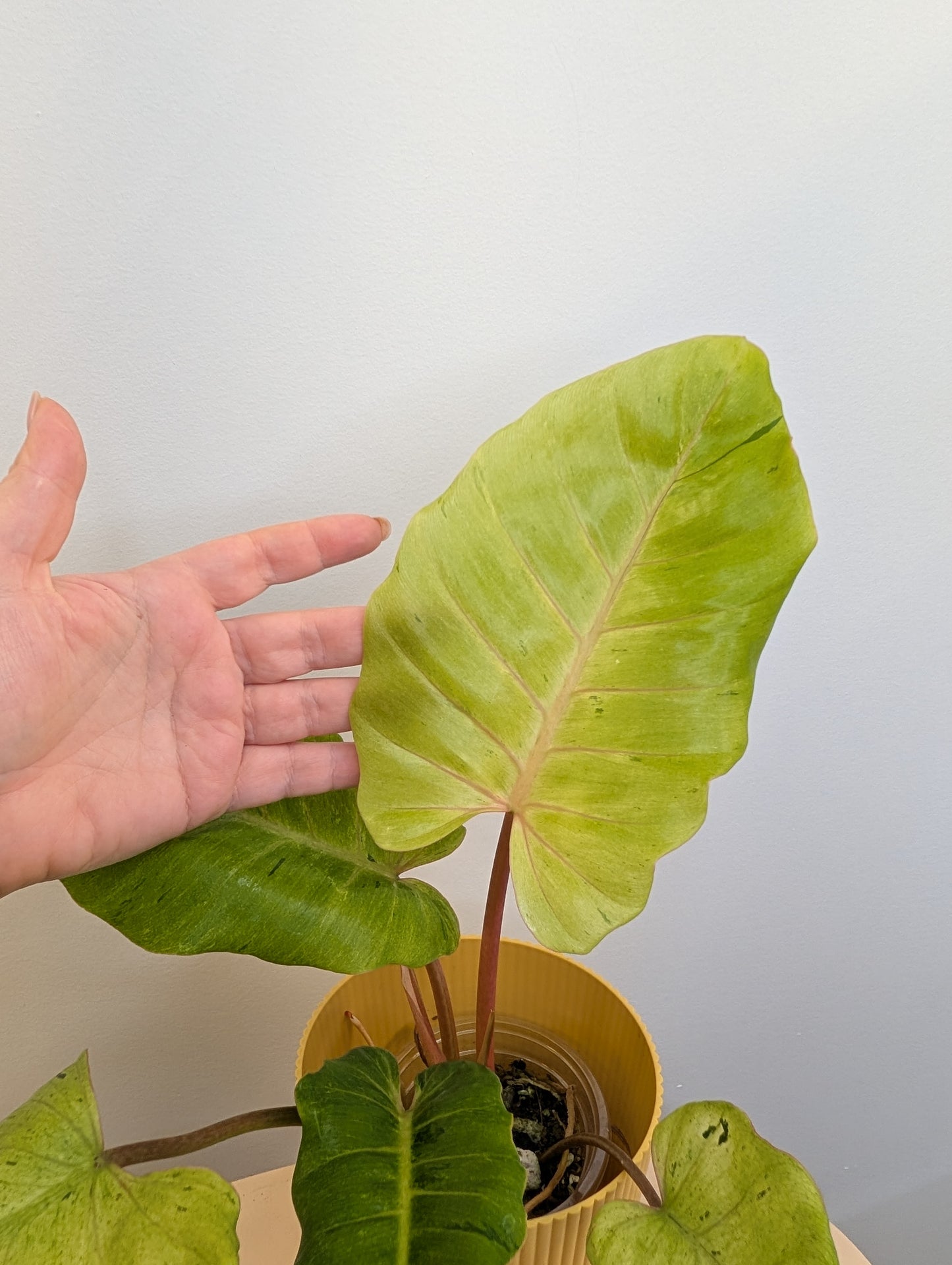 Philodendron snowdrift / easy to care for and beautiful 💚