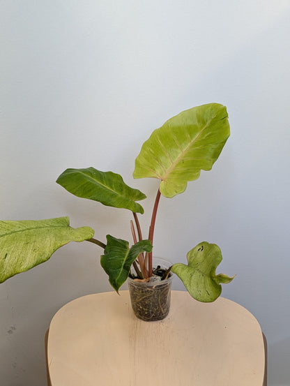 Philodendron snowdrift / easy to care for and beautiful 💚