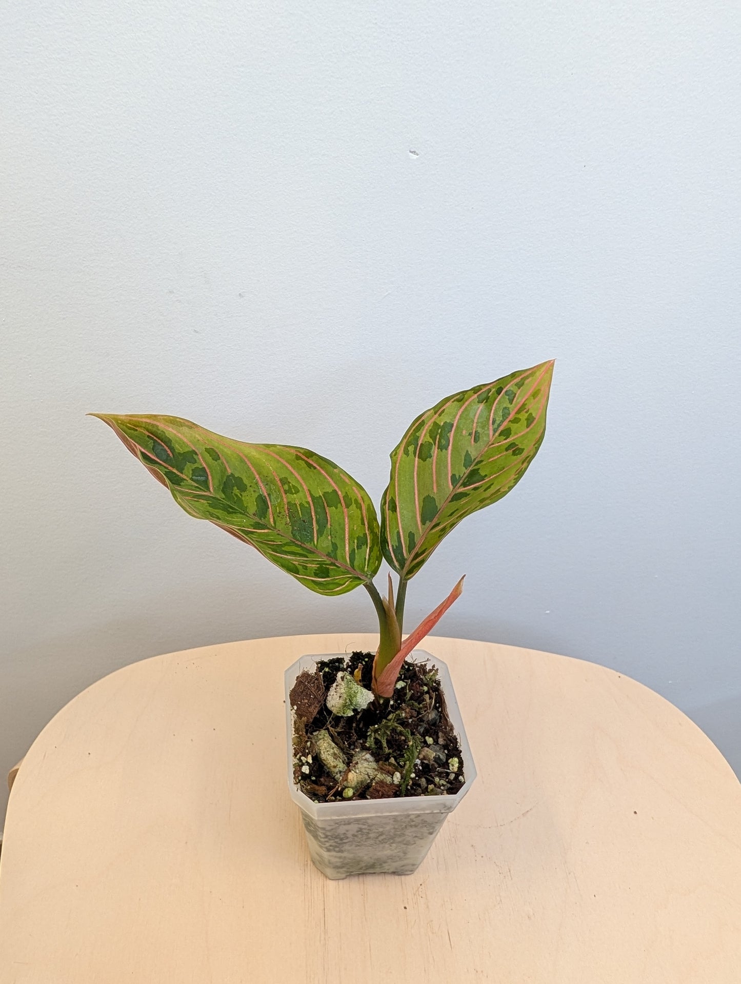 Aglaonema panaché