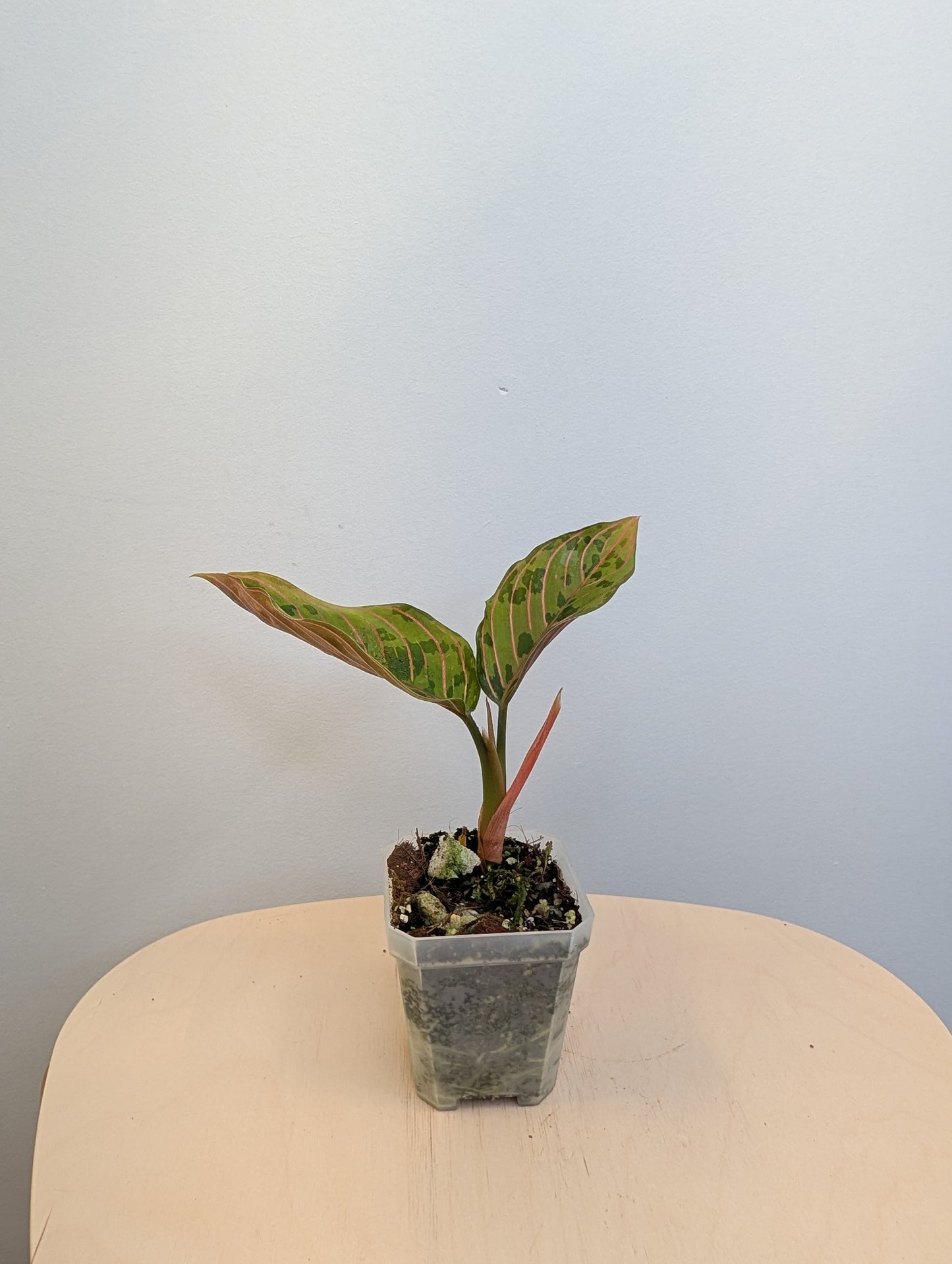 Aglaonema panaché