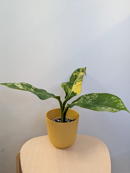 Diffenbachia panaché