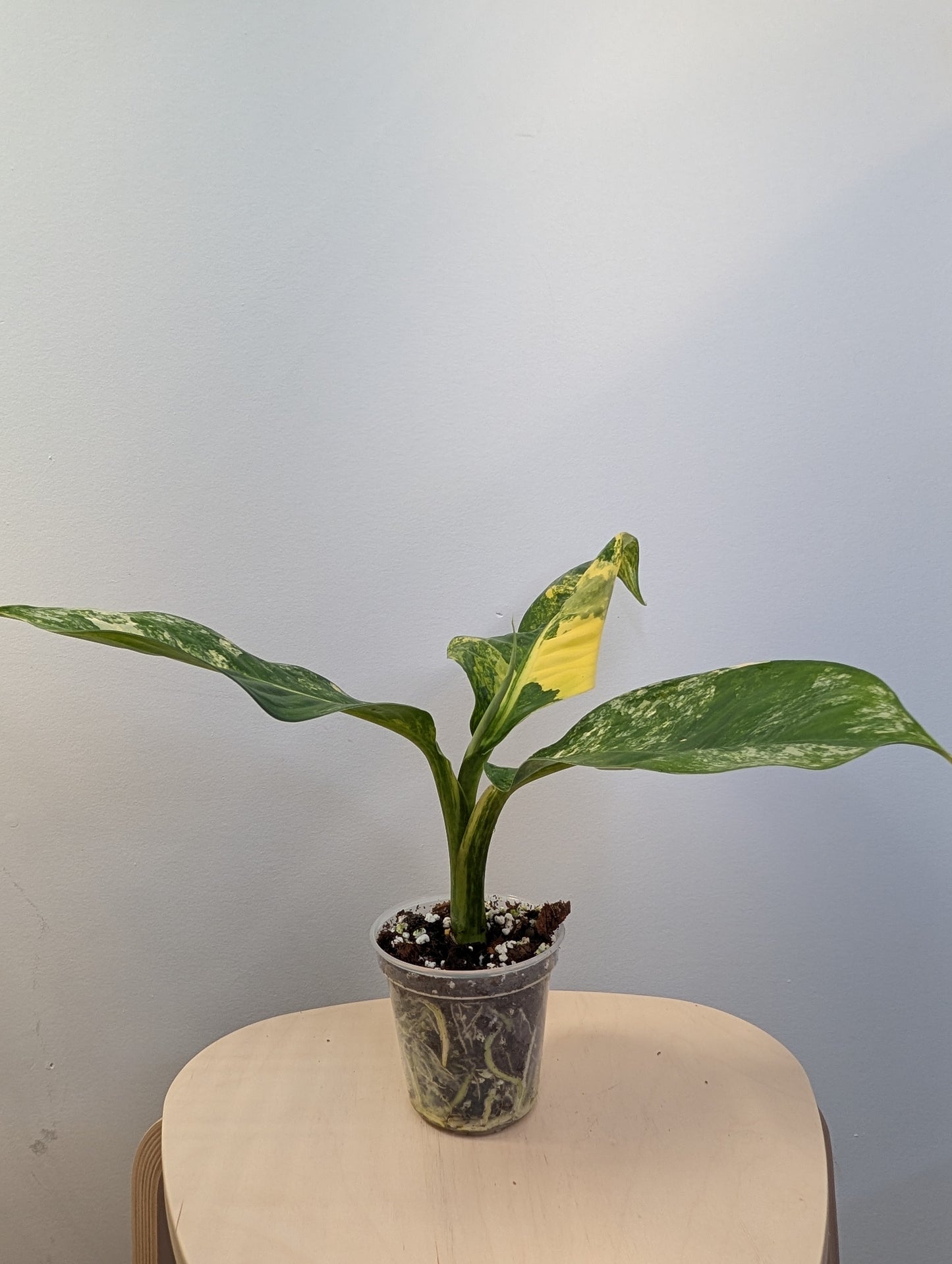 Diffenbachia panaché