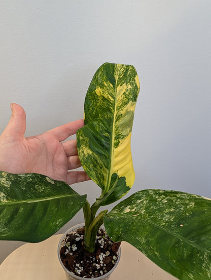 Diffenbachia panaché