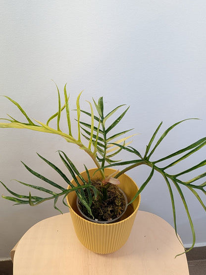 Philodendron Tortum variegated