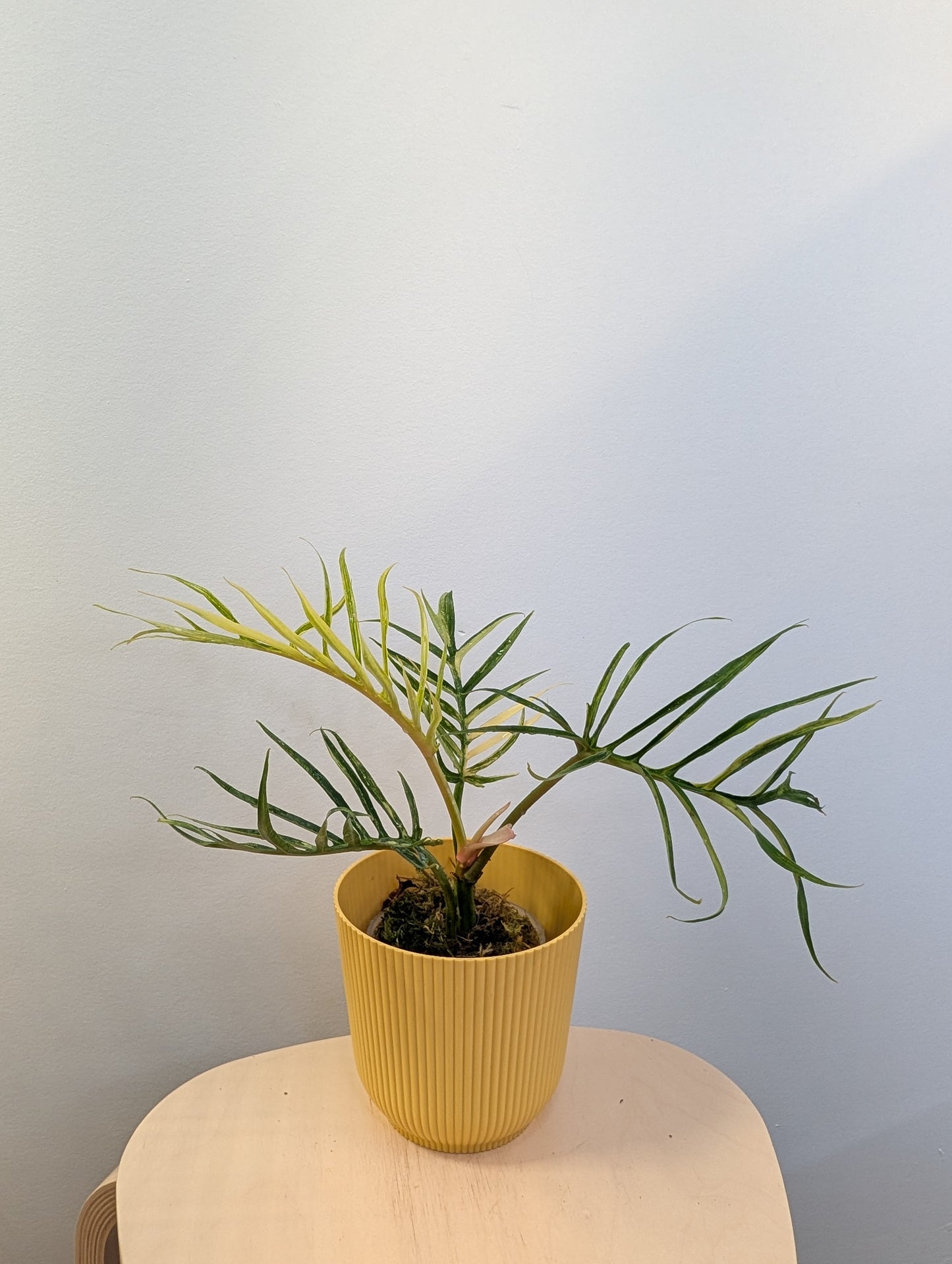 Philodendron Tortum variegated