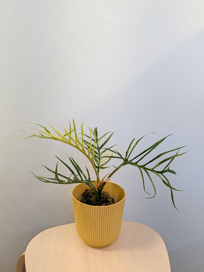 Philodendron Tortum variegated