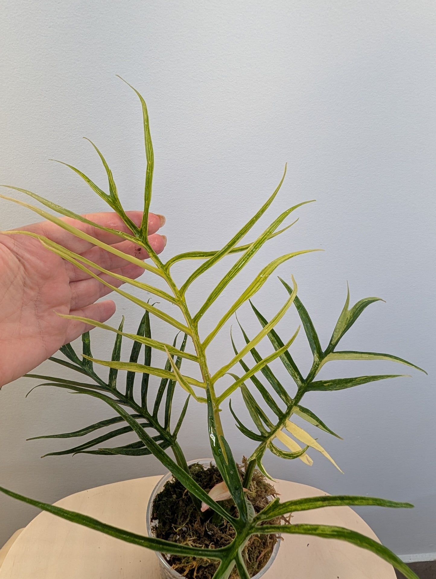 Philodendron Tortum variegated