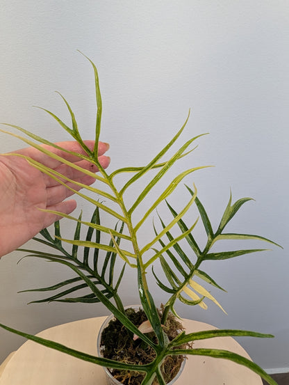 Philodendron Tortum variegated