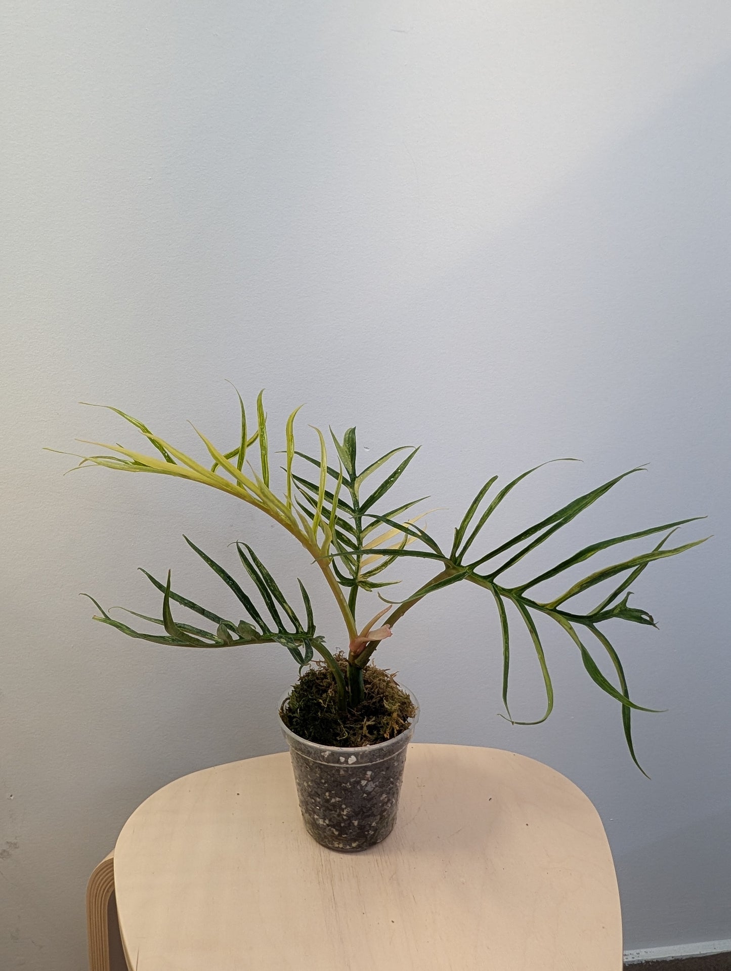 Philodendron Tortum variegated