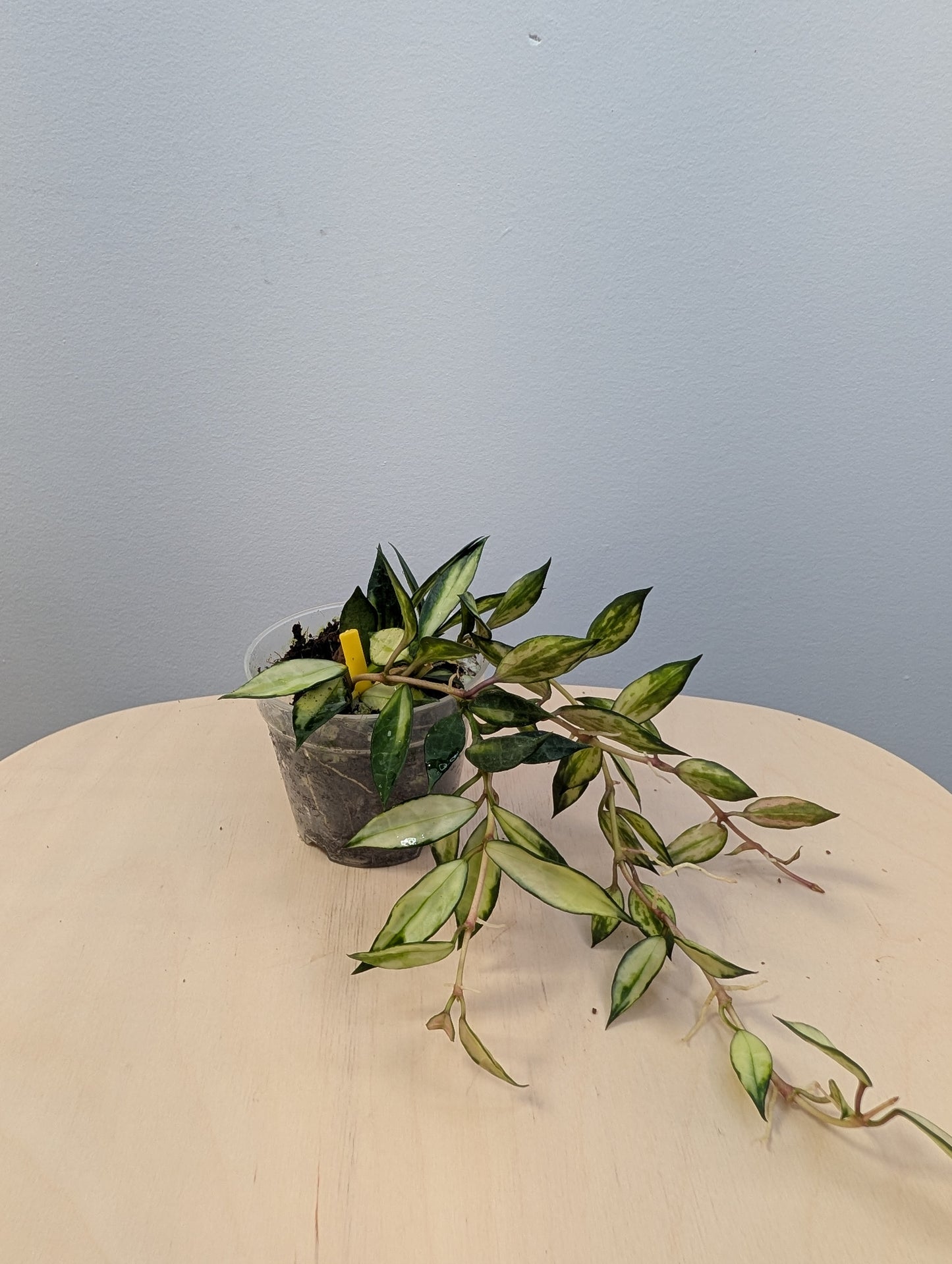 Hoya lacunosa panachée