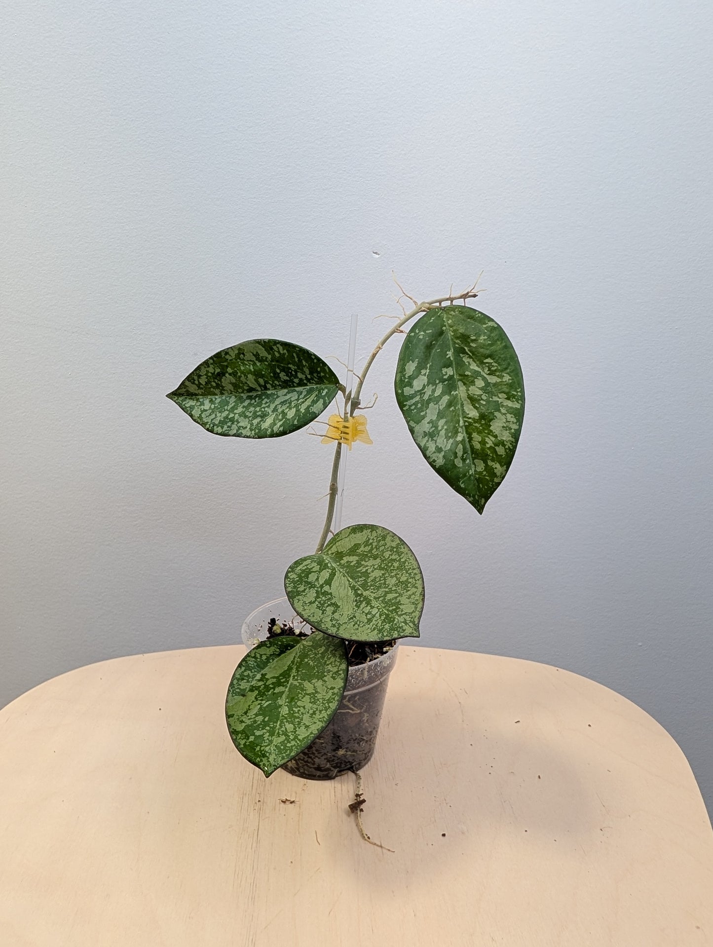 Hoya Engleriana / hoya à petites feuilles / quelques boutures en pot