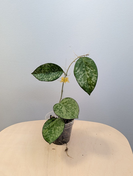 Hoya Patcharawalai 023 Splash