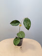 Hoya Engleriana / hoya à petites feuilles / quelques boutures en pot