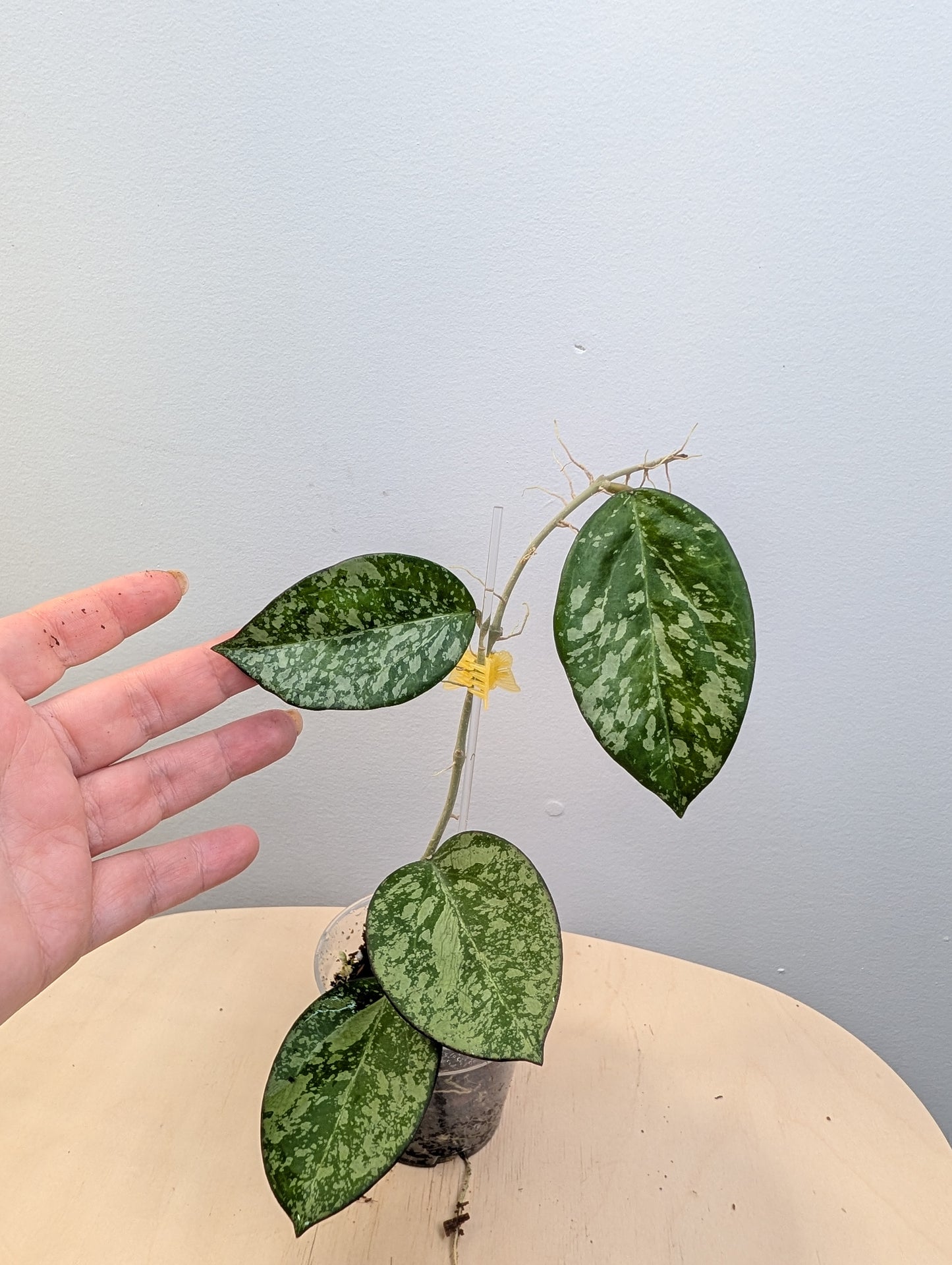 Hoya Engleriana / hoya à petites feuilles / quelques boutures en pot