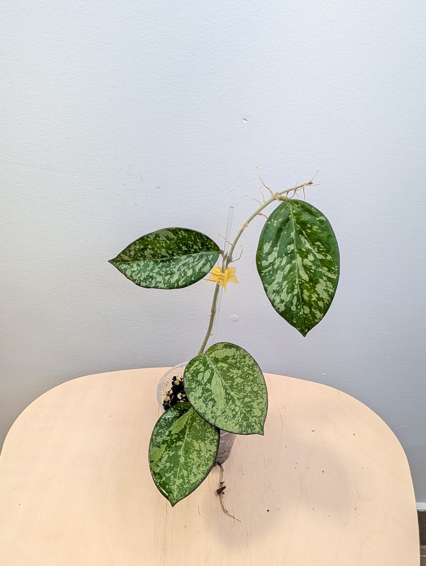 Hoya Engleriana / hoya à petites feuilles / quelques boutures en pot