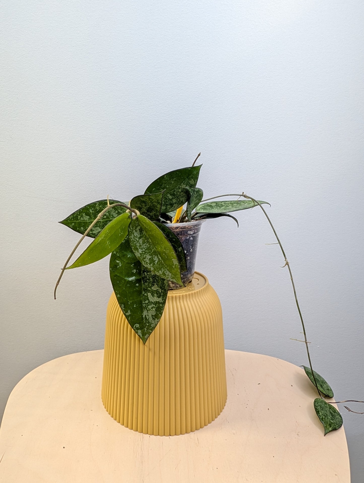 Hoya Black Margon Splash