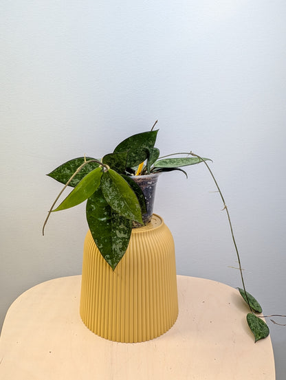 Hoya Black Margon Splash