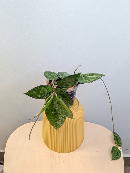 Hoya Black Margon Splash