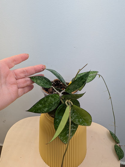 Hoya Black Margon Splash