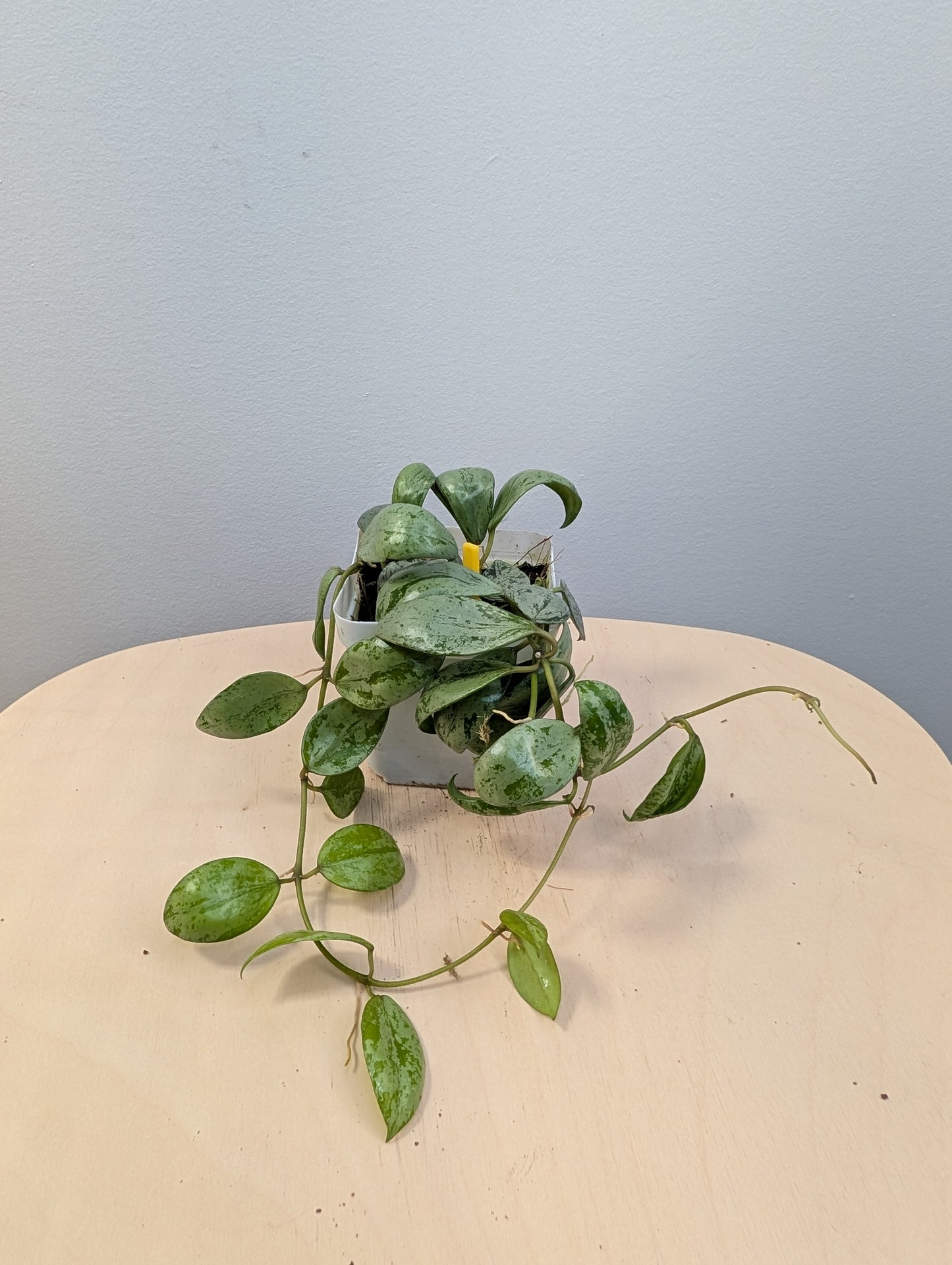 Hoya Lacunosa Silver Tiger Skin / deux boutures en pot