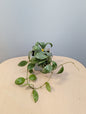 Hoya Lacunosa Silver Tiger Skin / deux boutures en pot