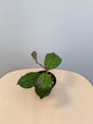 Hoya Lacunosa Silver Tiger Skin / deux boutures en pot