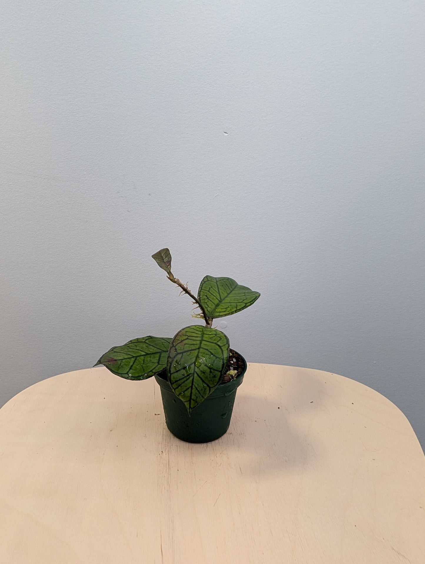 Hoya Lacunosa Silver Tiger Skin / deux boutures en pot