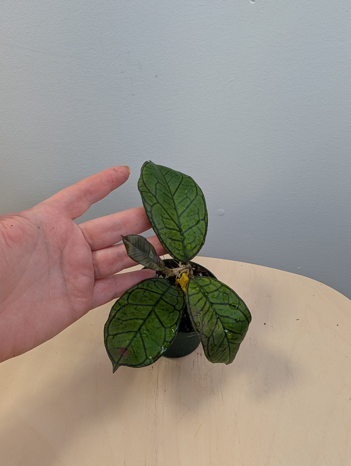 Hoya Lacunosa Silver Tiger Skin / deux boutures en pot