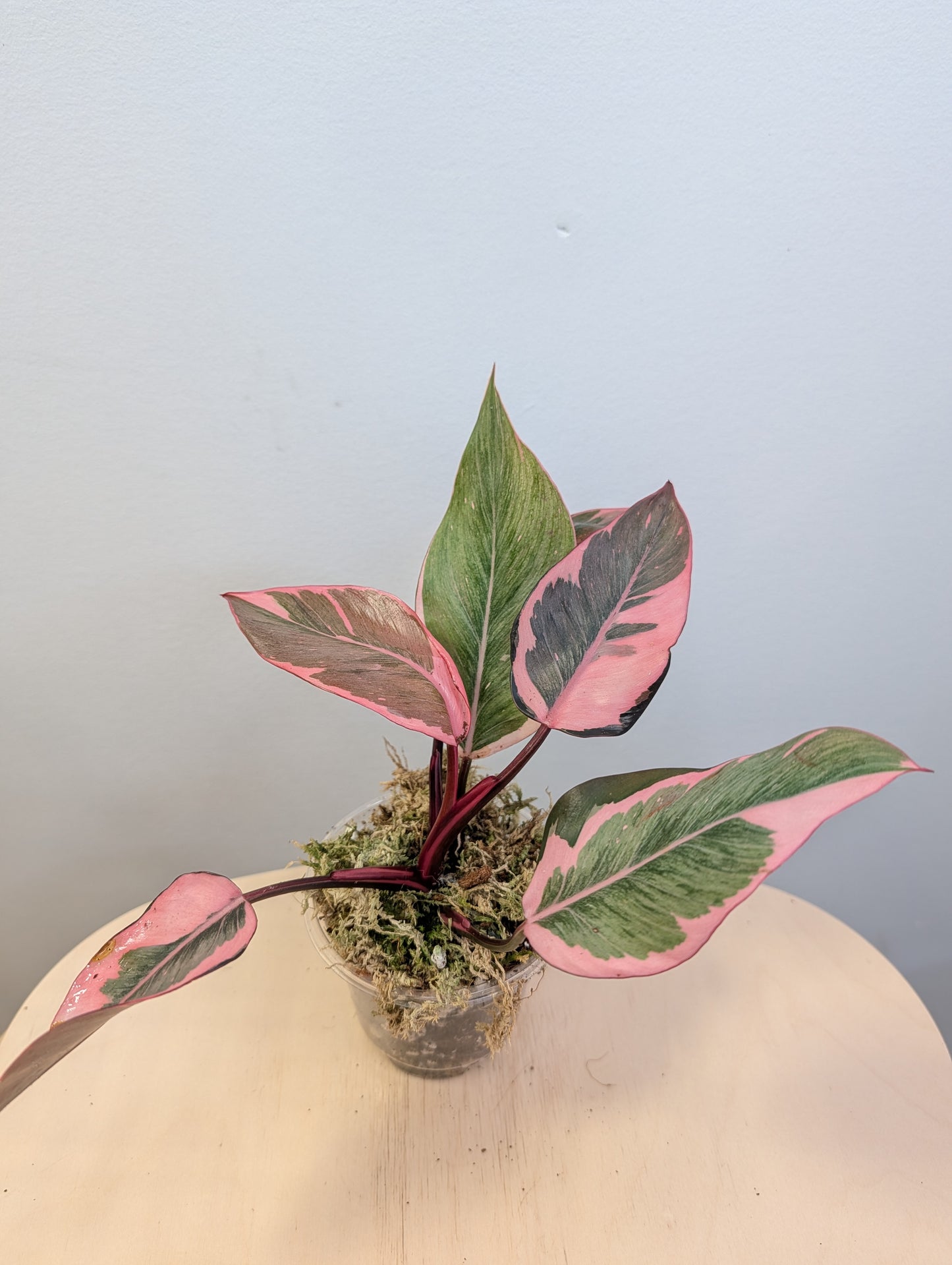 Philodendron pink princess mutation / very bright variegation 🩷