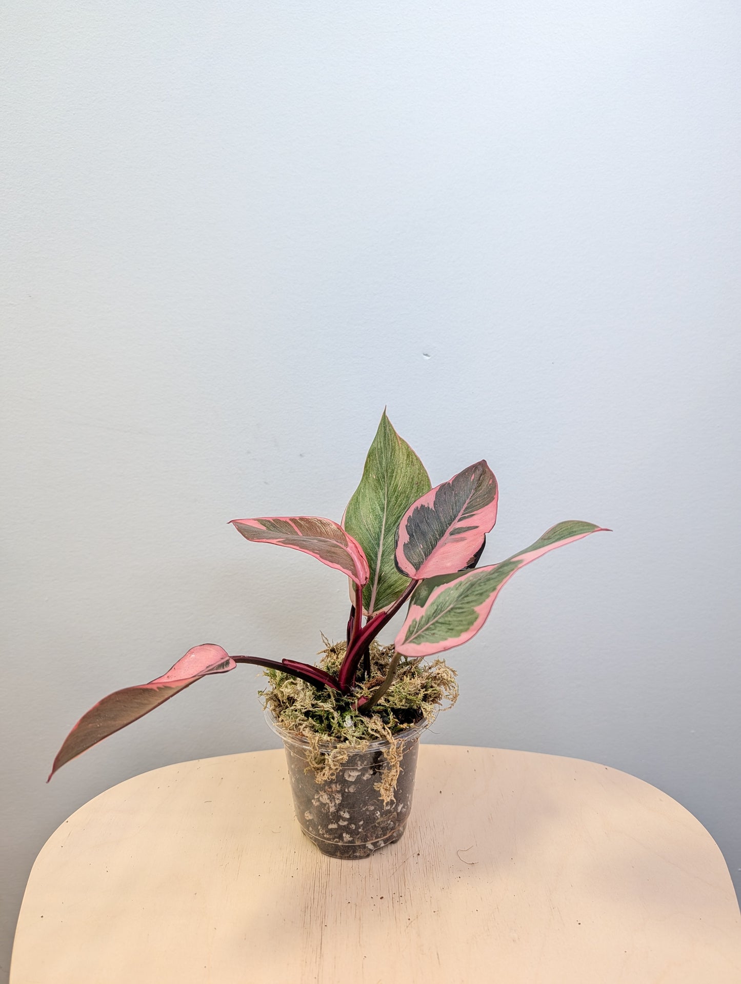 Philodendron pink princess mutation / very bright variegation 🩷