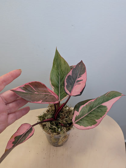Philodendron pink princess mutation / very bright variegation 🩷