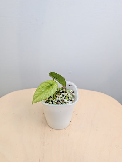 Alocasia sinuata albo menthe panachée avec des CORMS