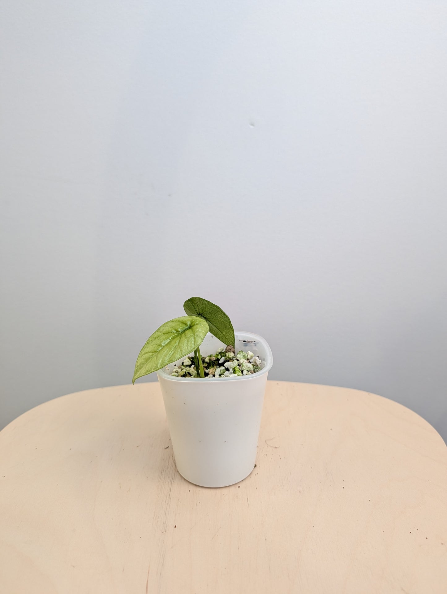 Alocasia sinuata albo menthe panachée avec des CORMS